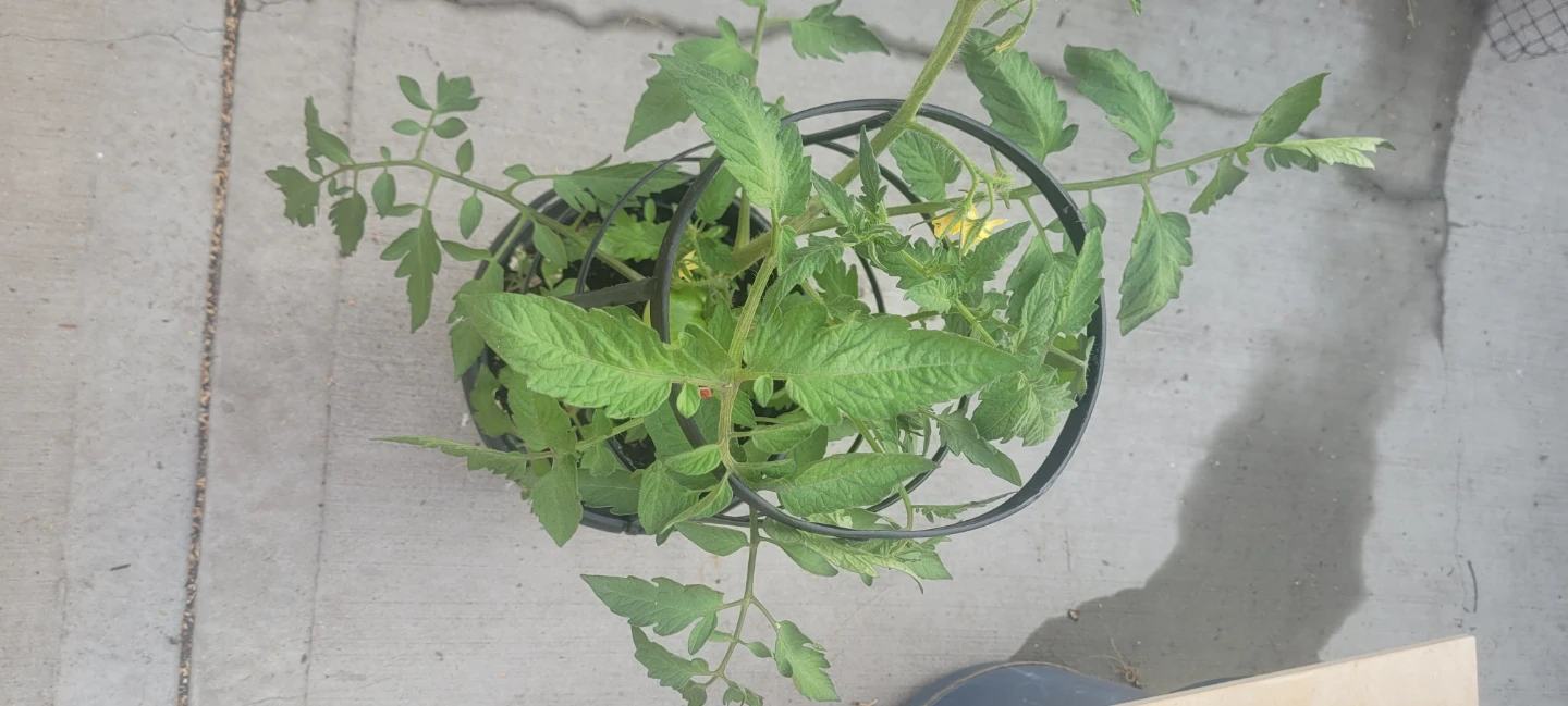 ROMA Tomatoes plant - photo 3