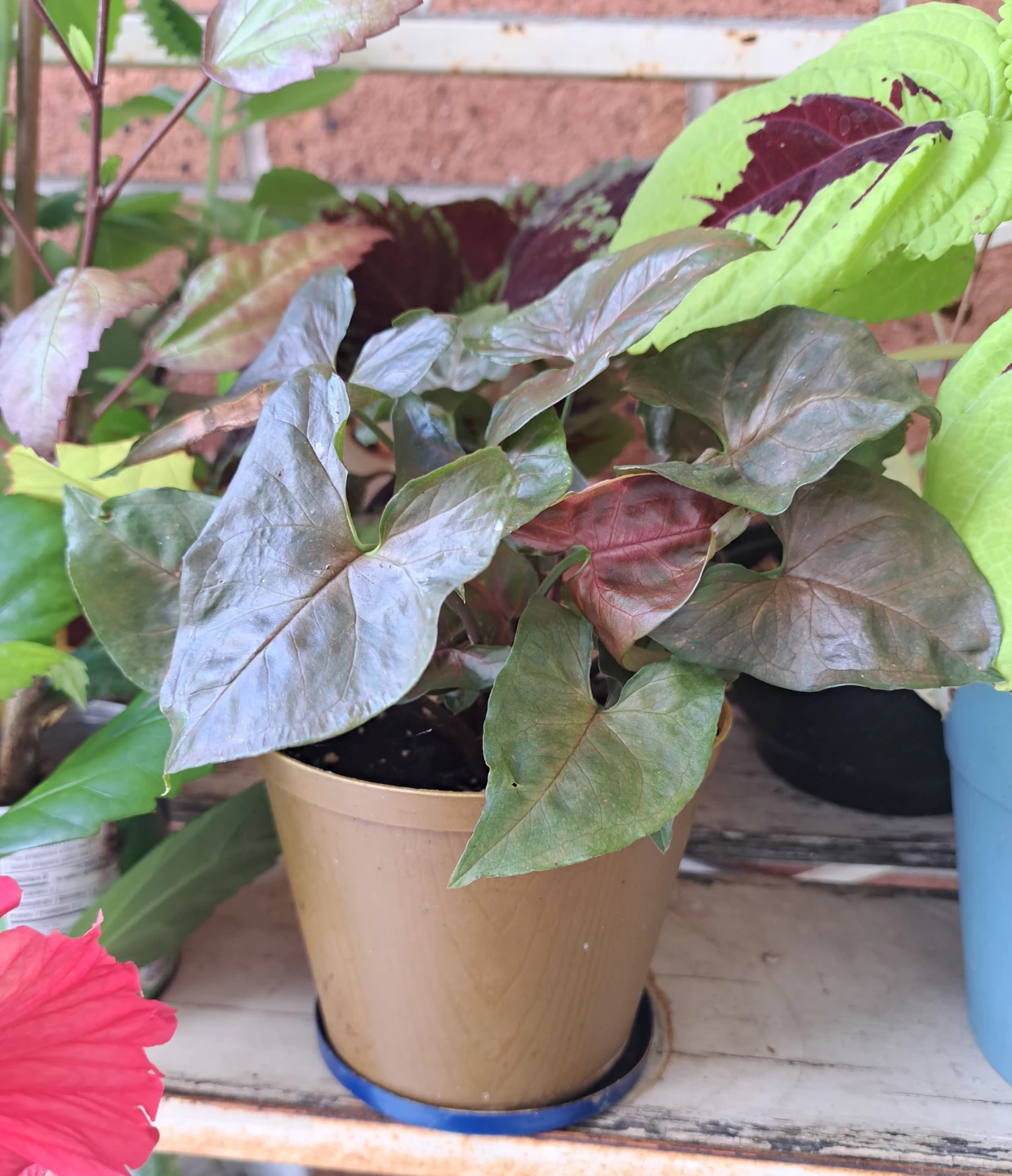 Syngonium Podophyllum 'Maria Allusion' Plant
