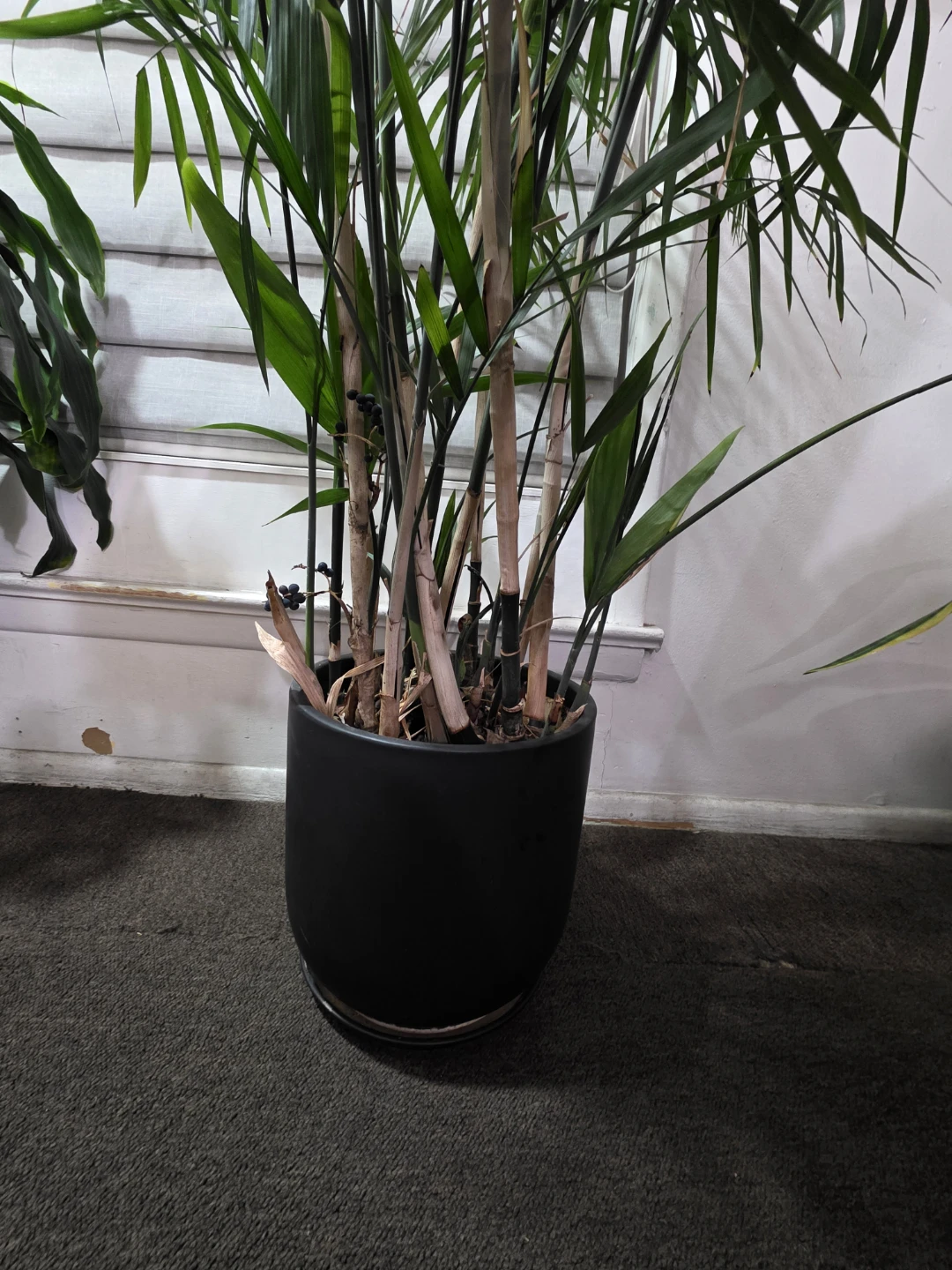 Potted Areca Palm Plant - photo 3