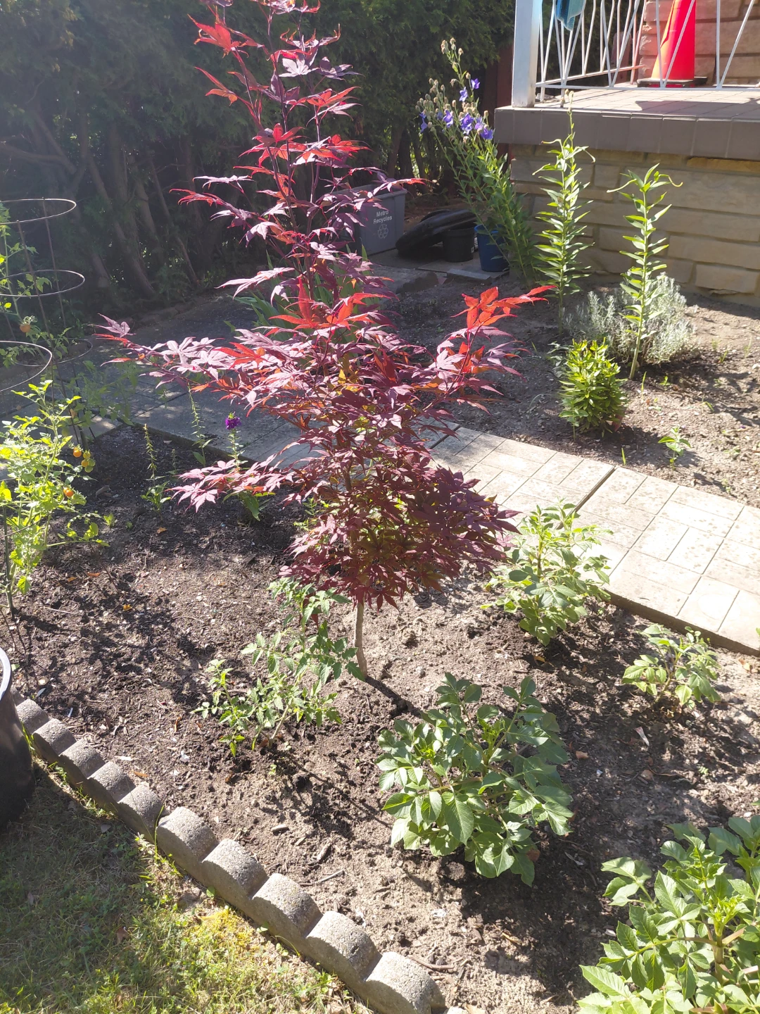 Maple Tree