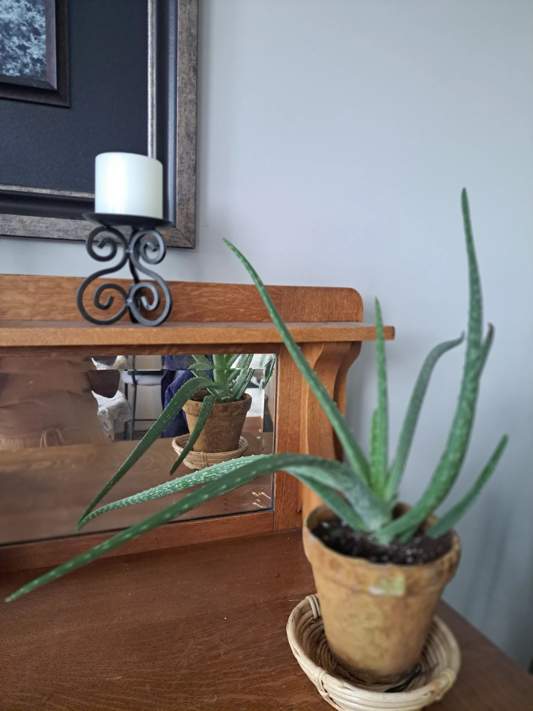 Aloe Vera Plant in Terracotta Pot