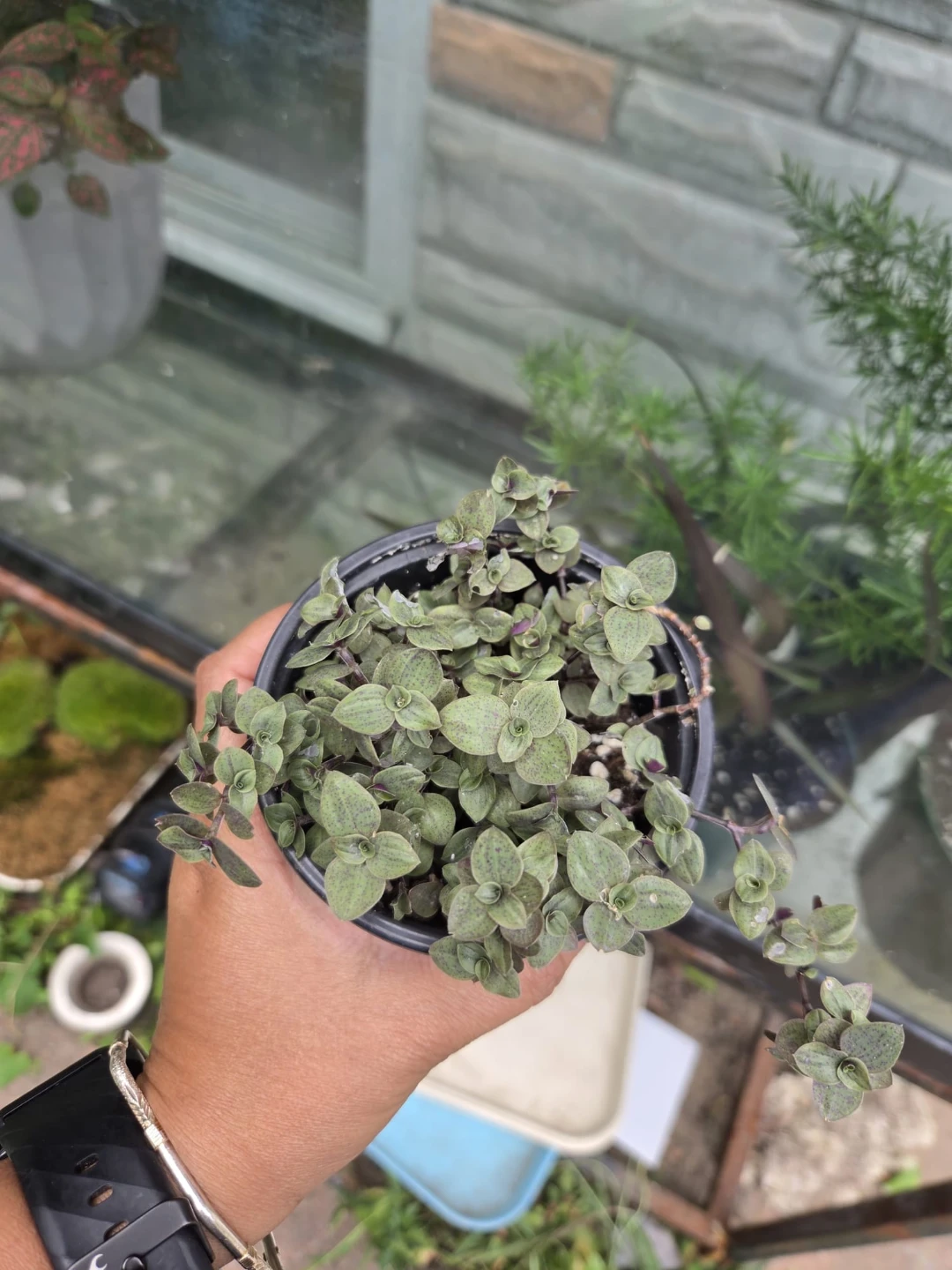 Pink lady plant - photo 4
