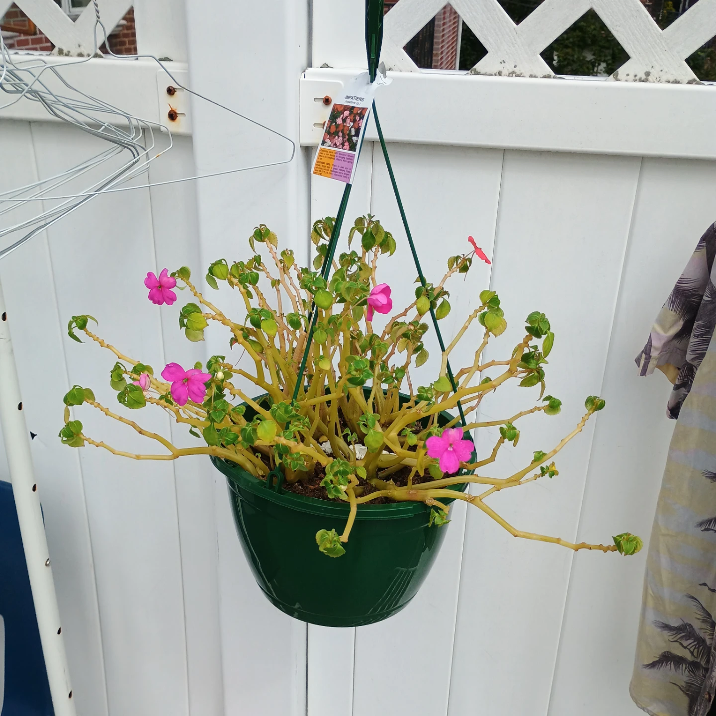 Impatiens Hanging Basket Plant - photo 3