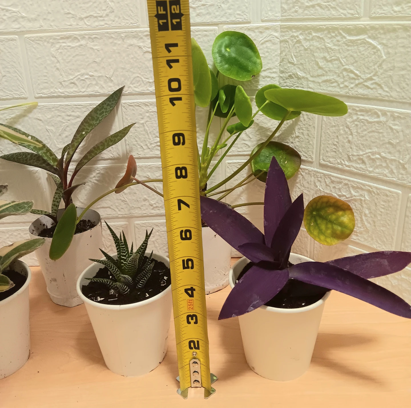 🪴Assorted Houseplants Bundle🪴 - photo 2