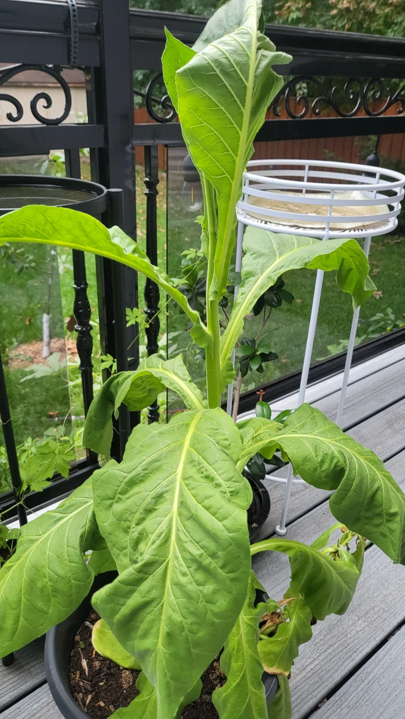 Live Tobacco Plant 30" high