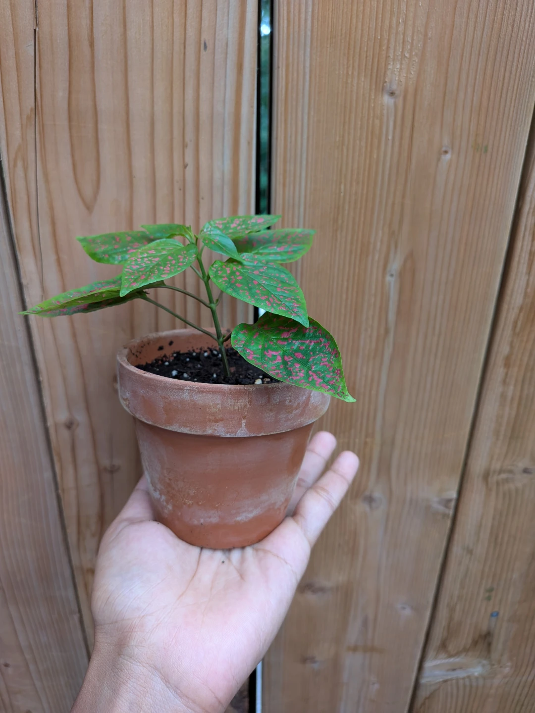 Pink Polka Dot Plant in Terracotta Pot - photo 2