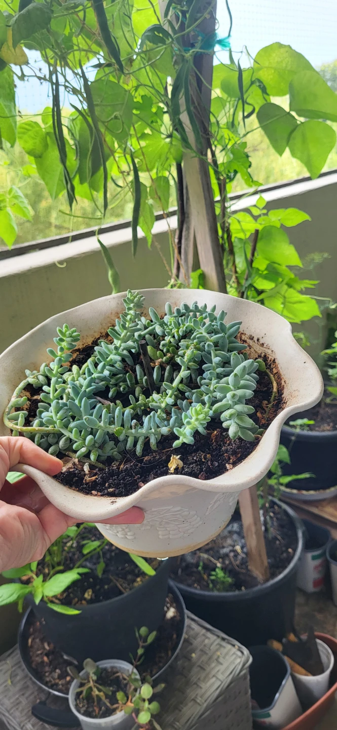 Burro's Tails succulent - photo 4