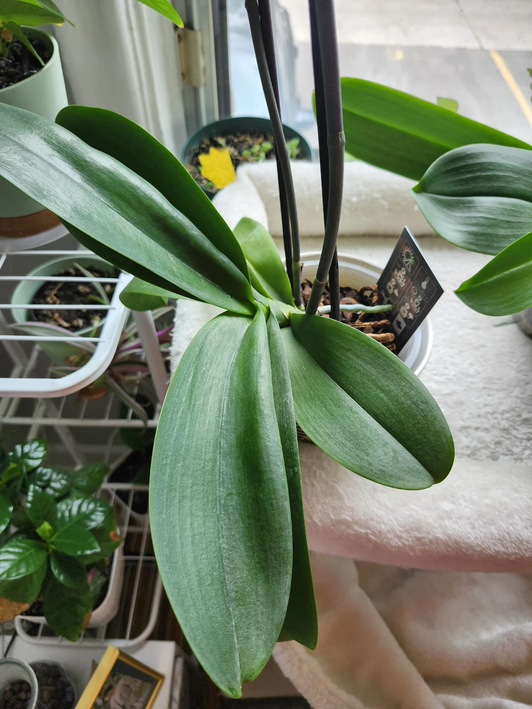 2 pcs Orchid Plant - photo 3