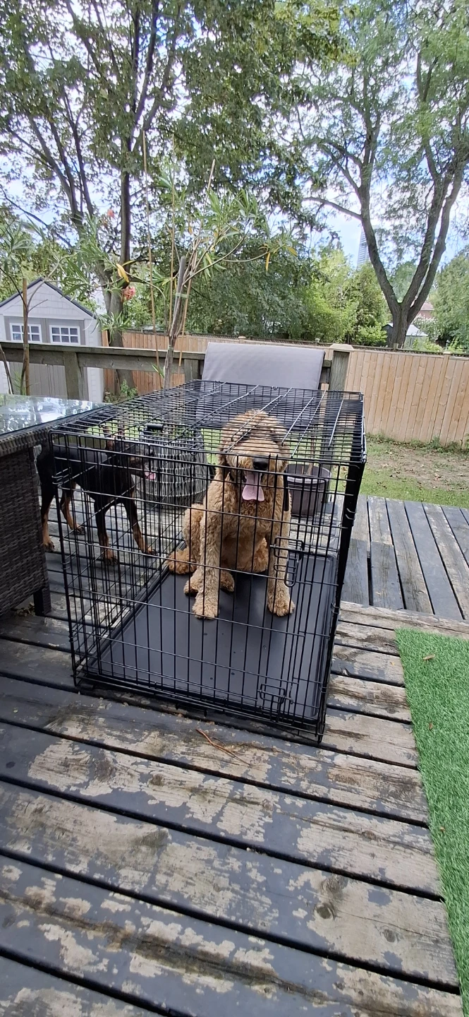 Dog Crate