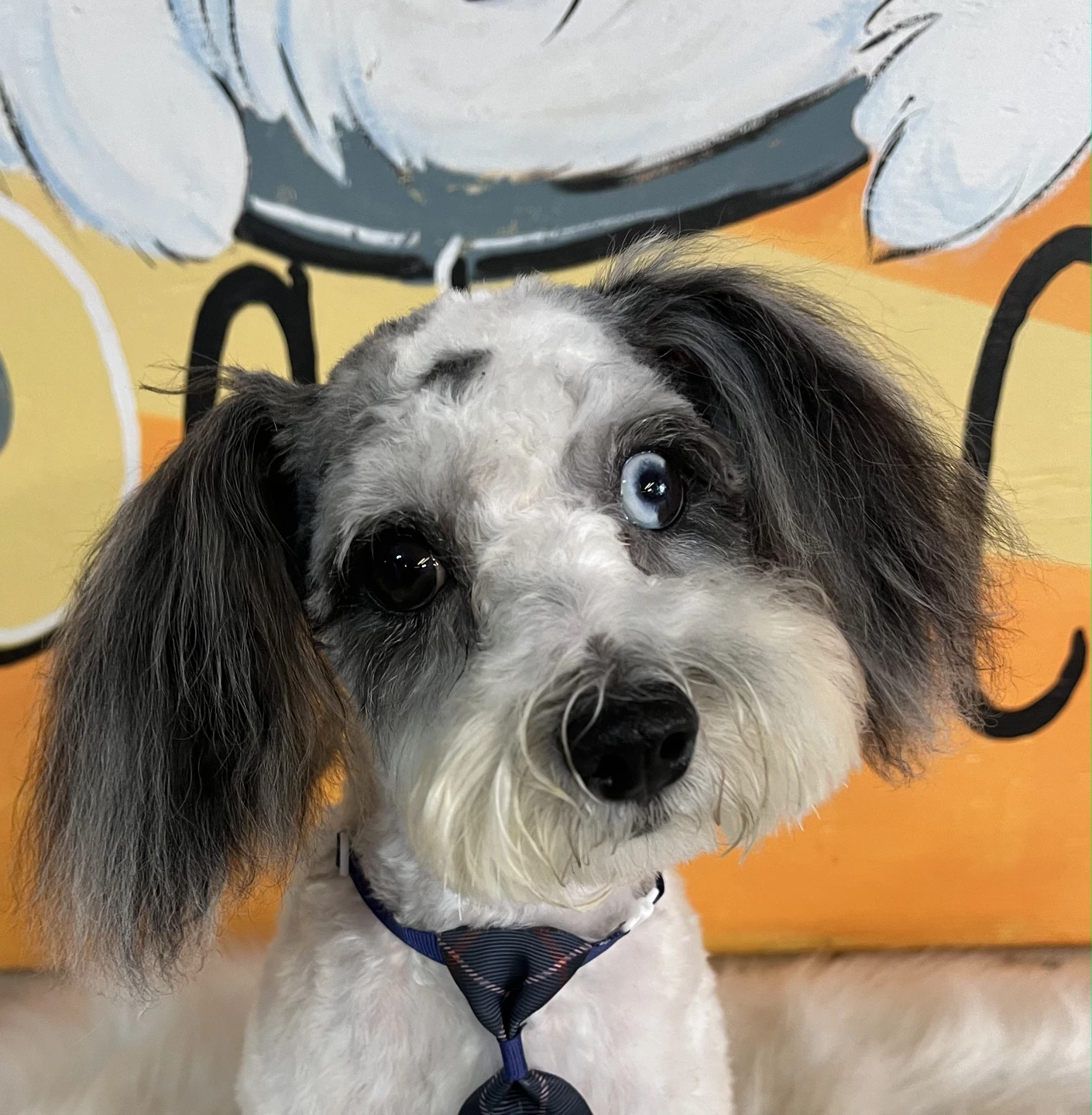 Gatsby the dog - photo 2