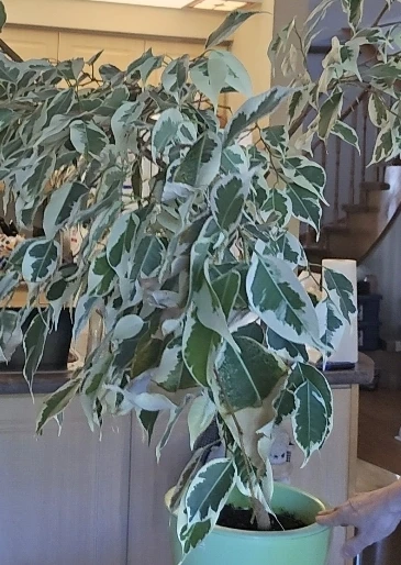Mature Variegated Ficus Tree (11 years old!)
