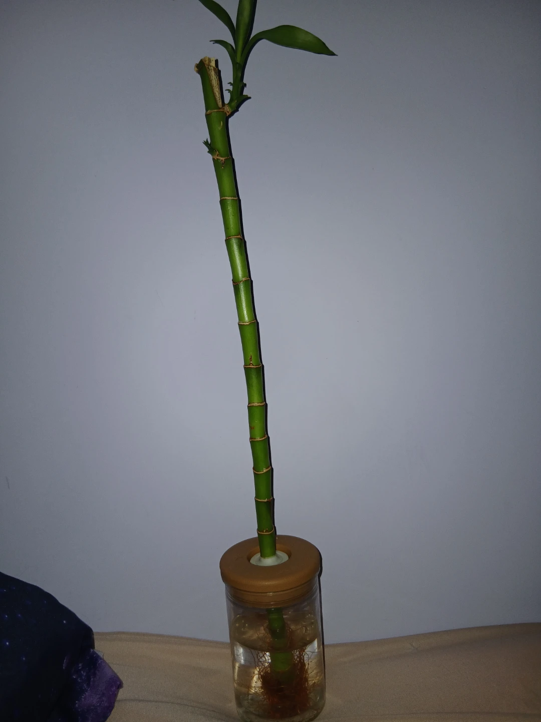 Lucky Bamboo Plant in Jar