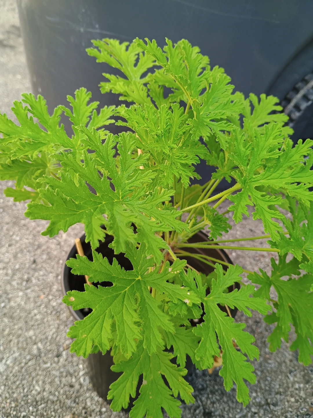 Citronella Plant in Pot - photo 2