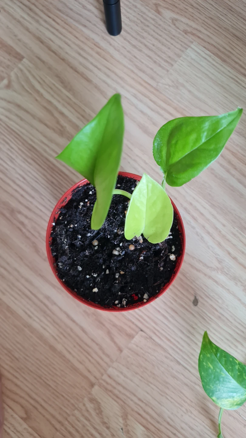 Healthy Rooted Neon Pothos Starter Plant! - photo 3