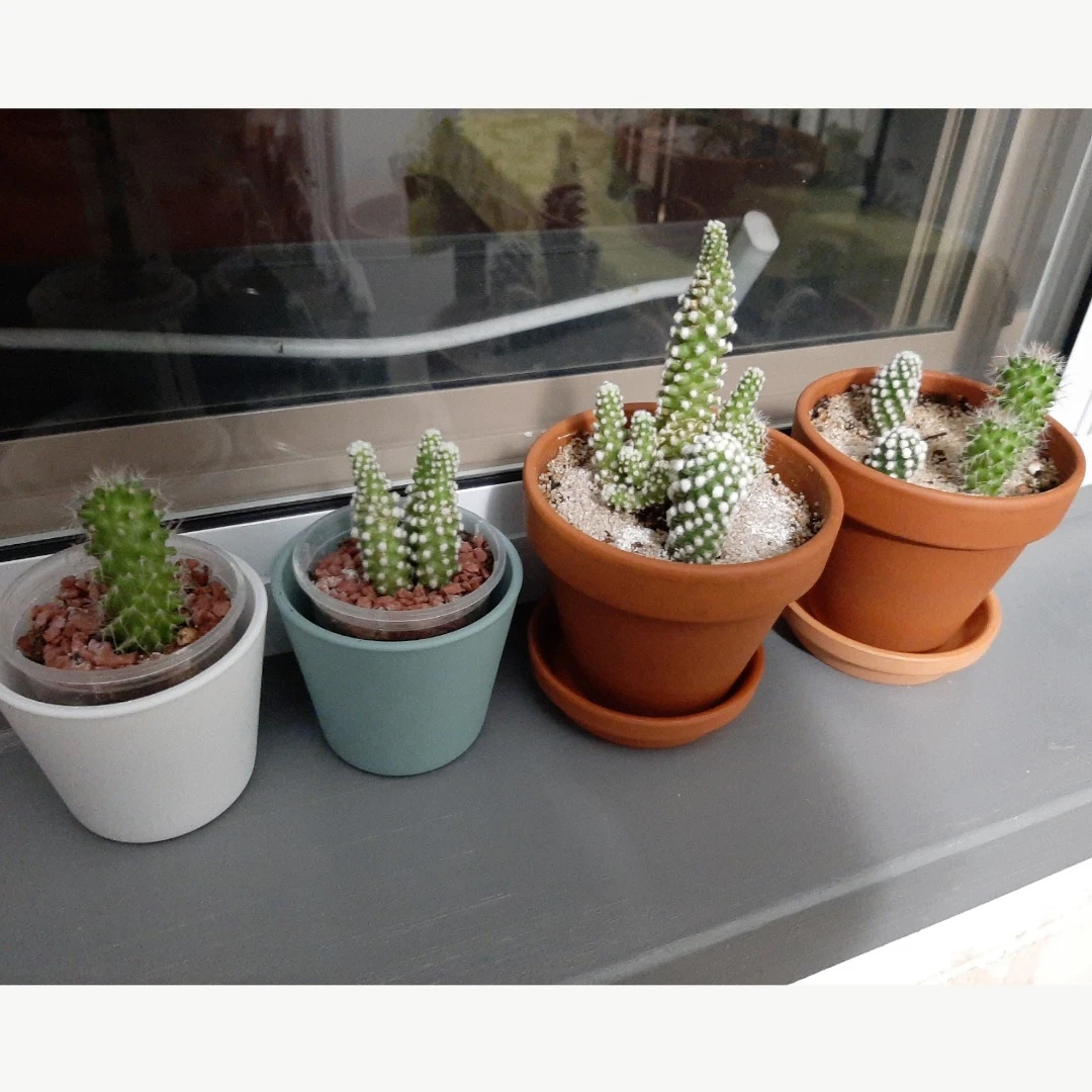 Mammillaria Gracilis Oruga + Backebergiana Cactus Plants - photo 2