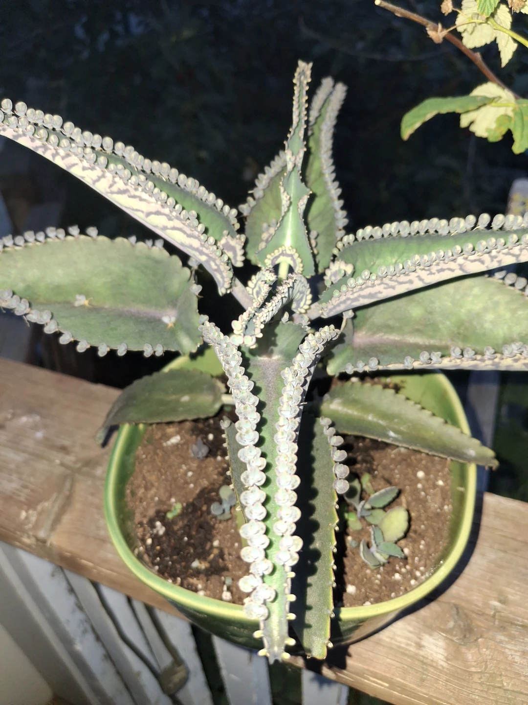 Mother of Thousands Plant in Green Bowl - photo 5