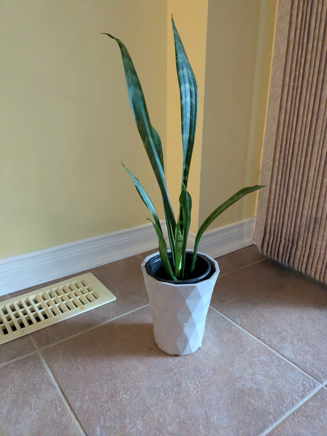 Snake Plant in White Geometric Pot