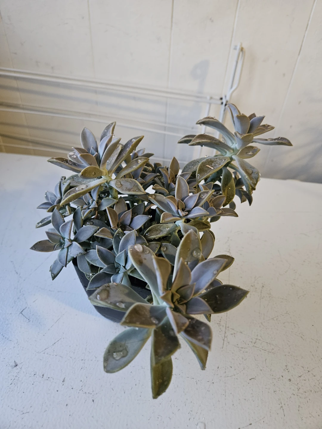 Echeveria Succulent Plant in Black Pot - photo 4