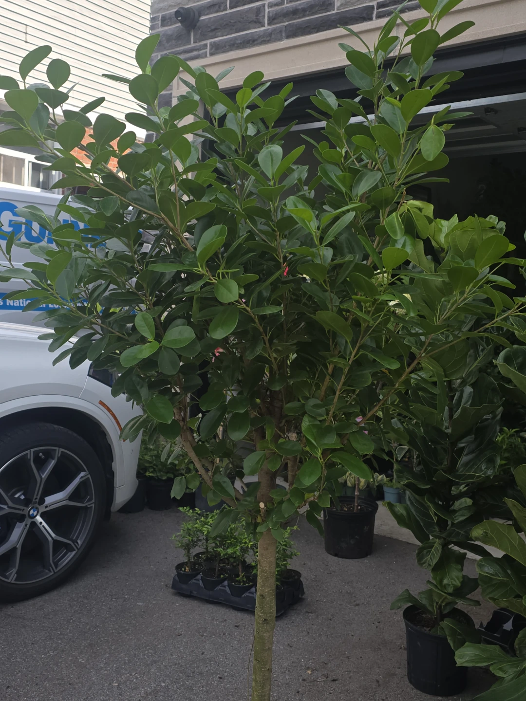 Ficus  moclame  14"pot