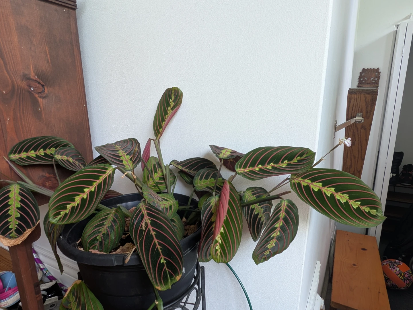 Large Red Vein Prayer Plant