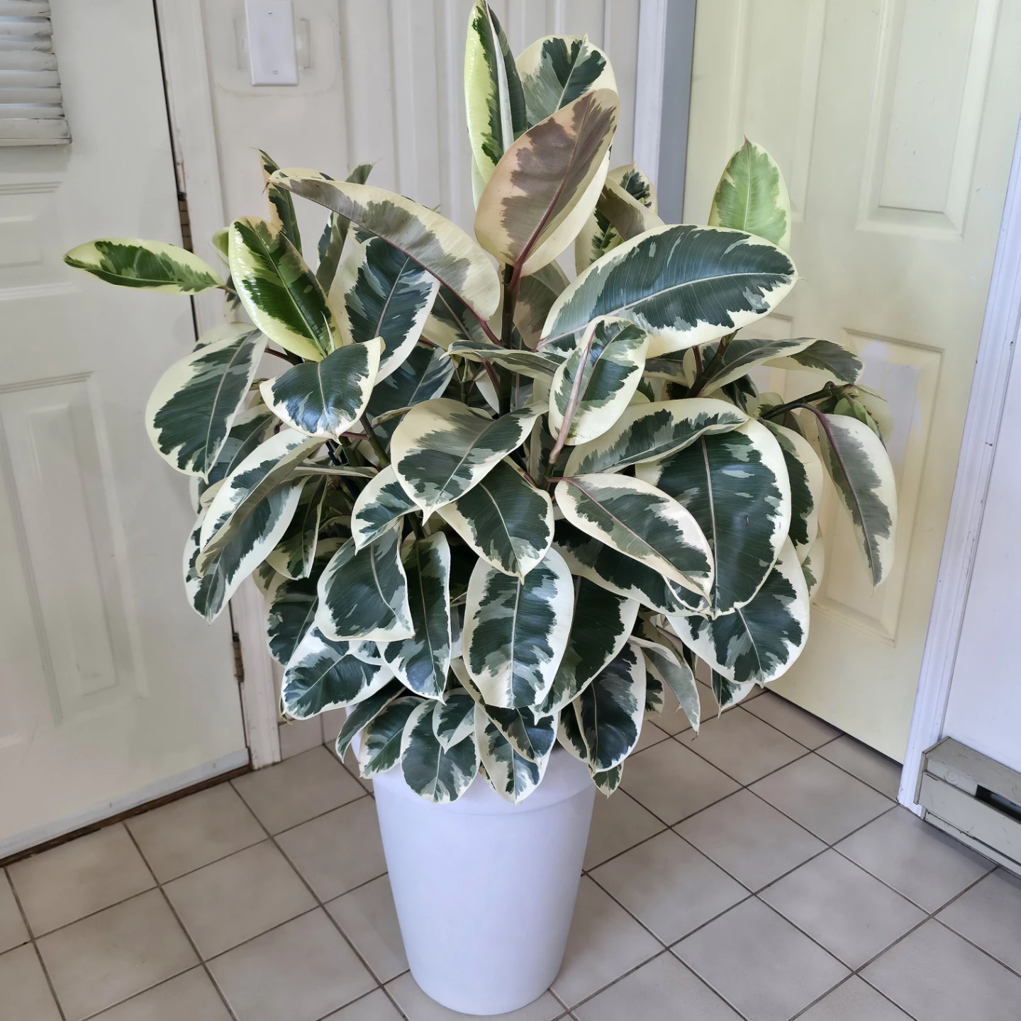 5ft Multi Stem Ficus 'Tineke' | Potted Rubber Tree Plant - photo 2