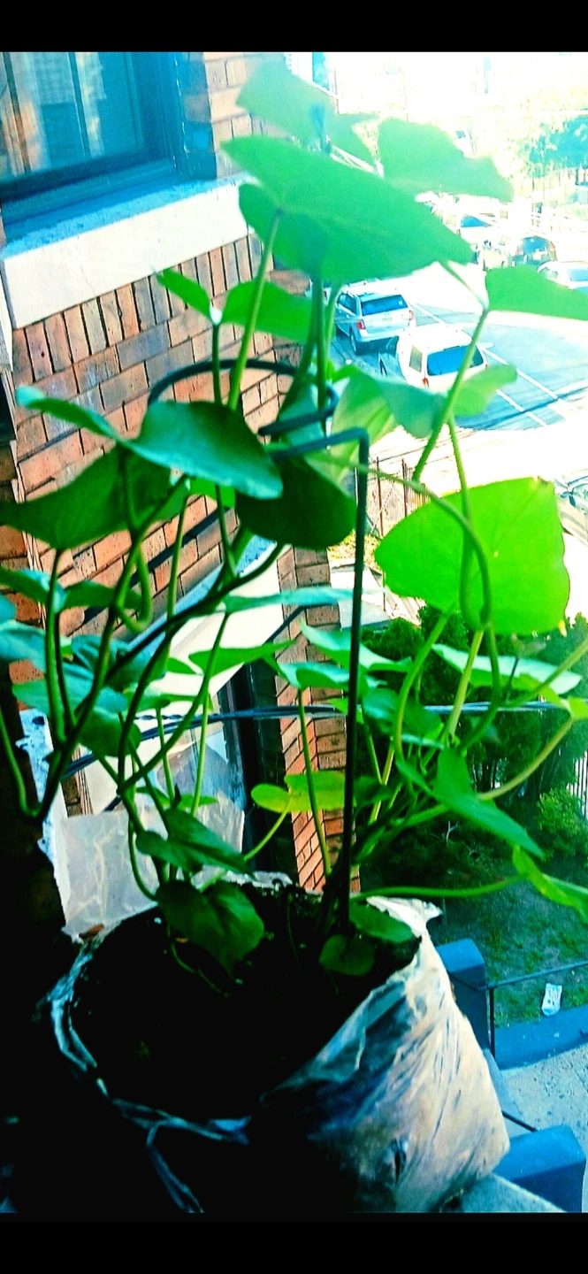 Assorted Live Plants, $35 & Up. Ask - photo 4