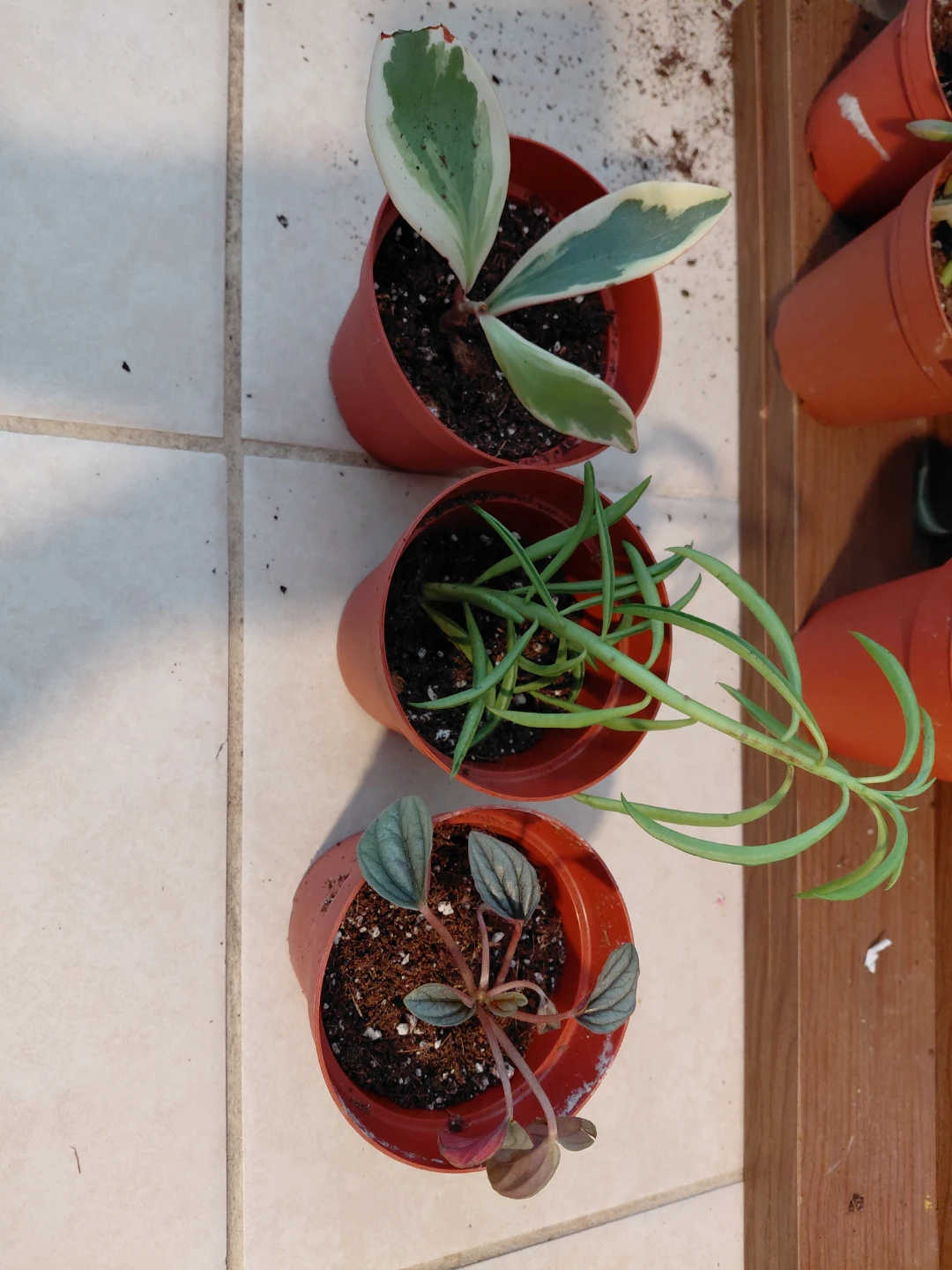Assorted Potted Plants - photo 3