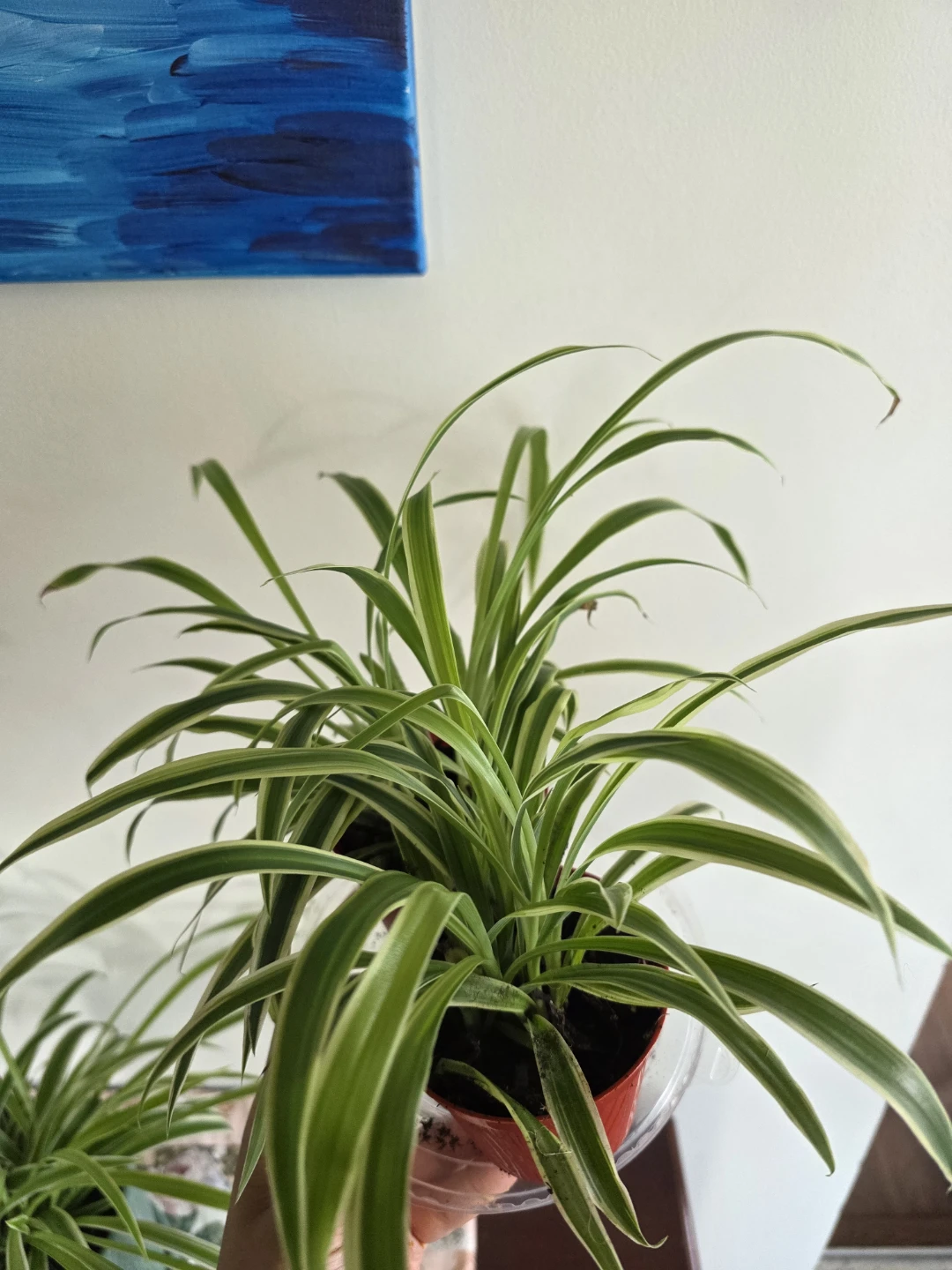 Spider Plants in Red Pots - photo 3