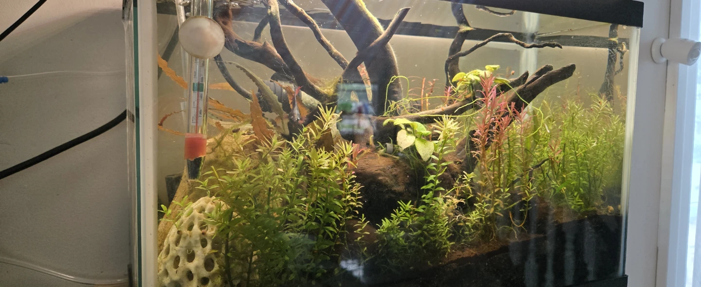 6G Fish tank fully cycled/matured - photo 5