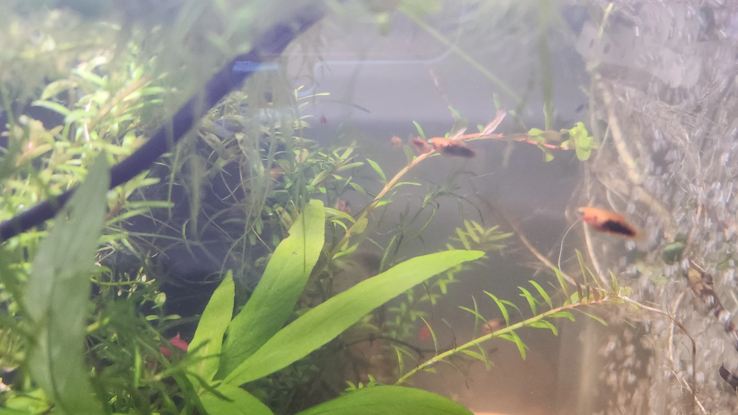 Live Aquarium Fish and Snails - photo 2
