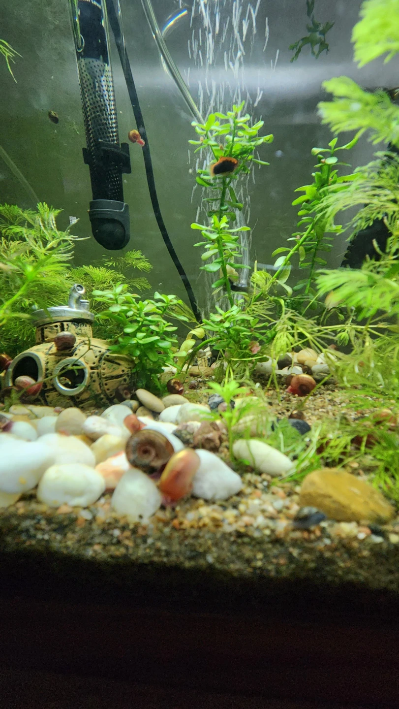 Live Aquarium Fish and Snails - photo 3