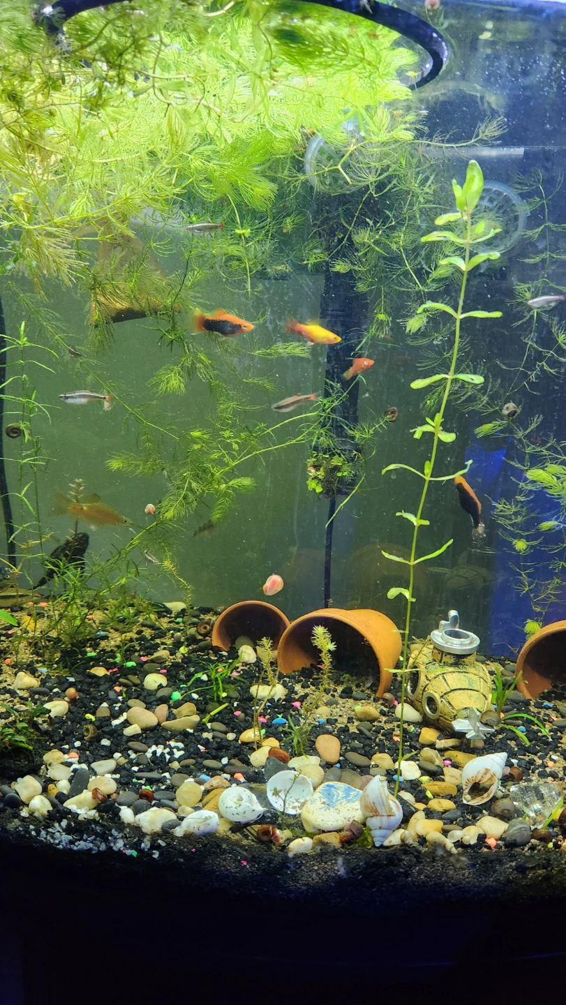 Live Aquarium Fish and Snails - photo 5