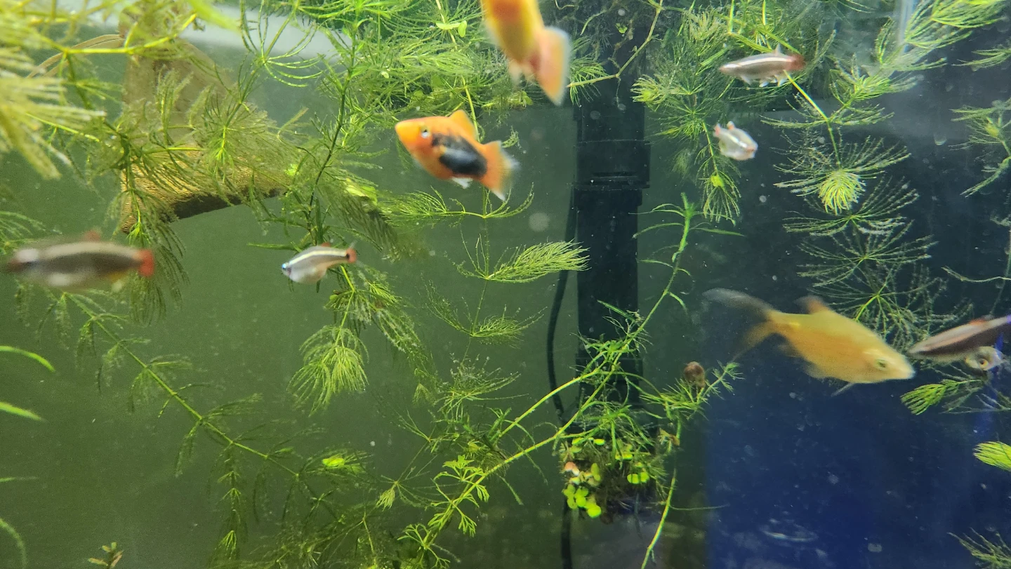 Live Aquarium Fish Platy - photo 5