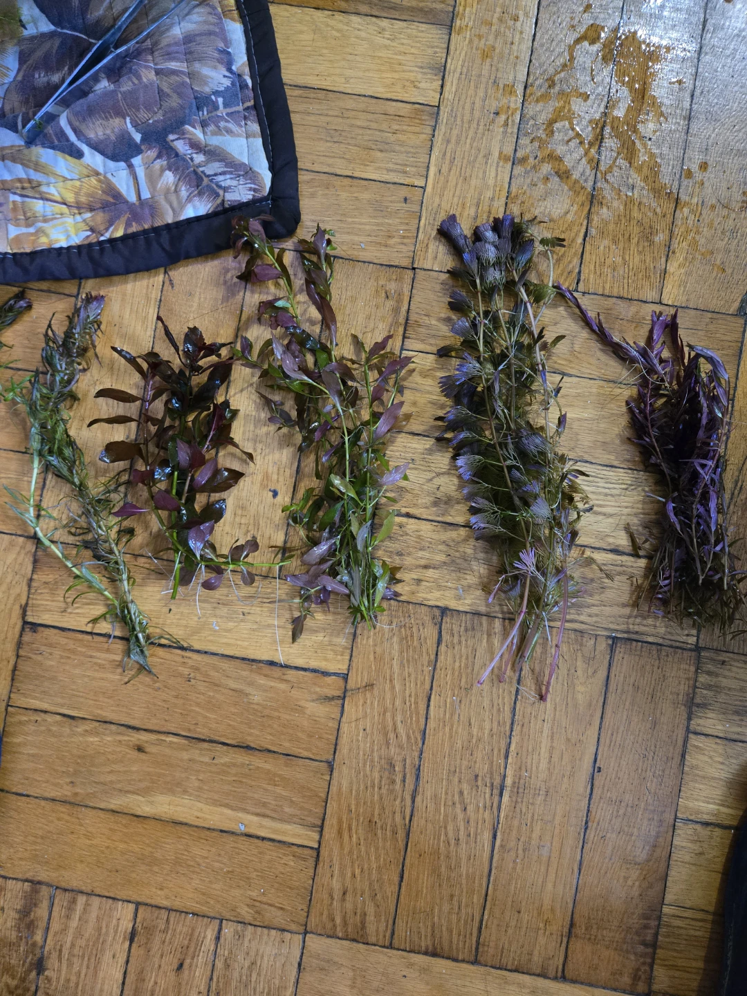 Aquatic plants
