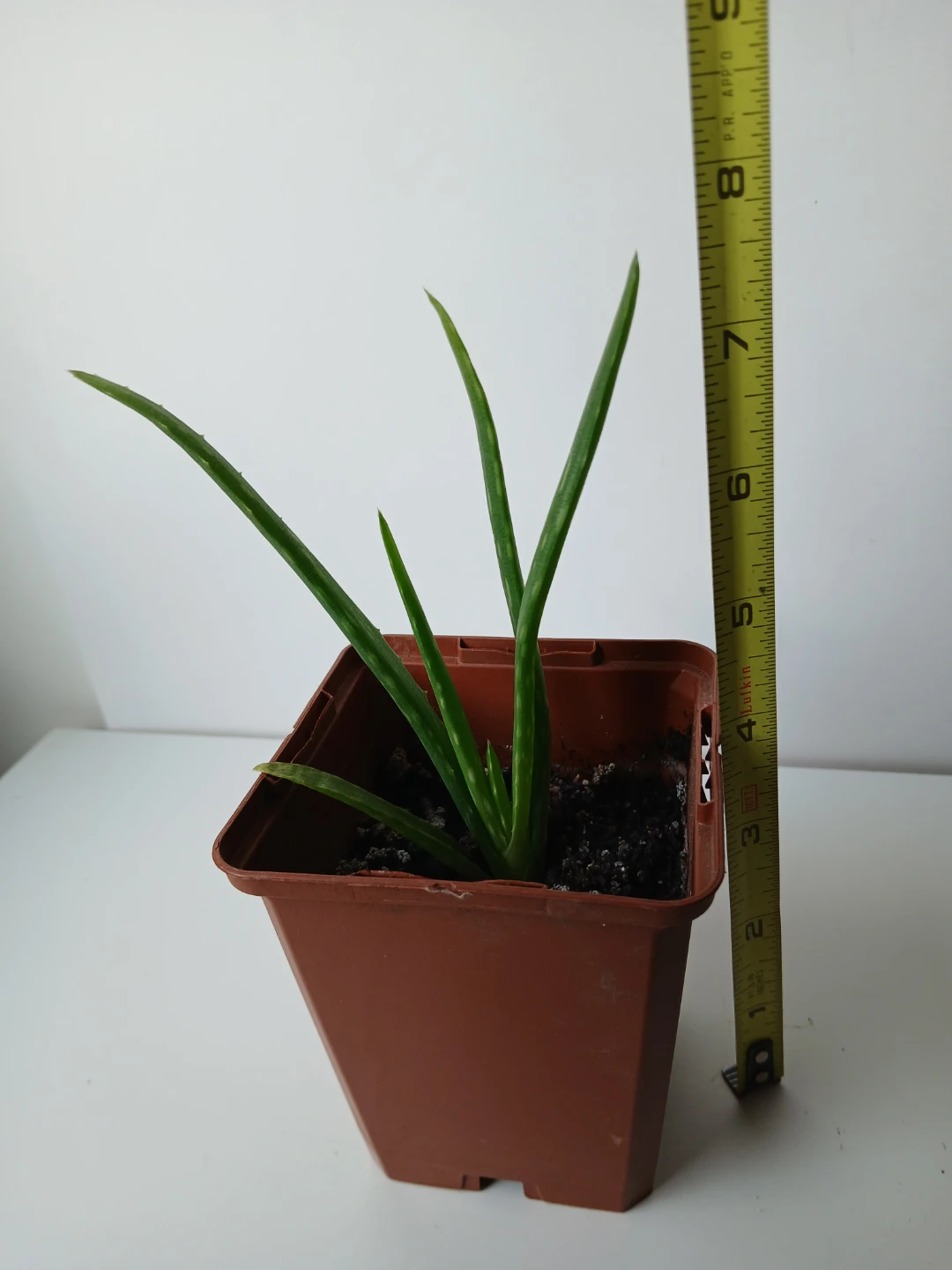 3 healthy, rooted Aloe Vera Plants. $5 EACH.  Location on ad. - photo 2