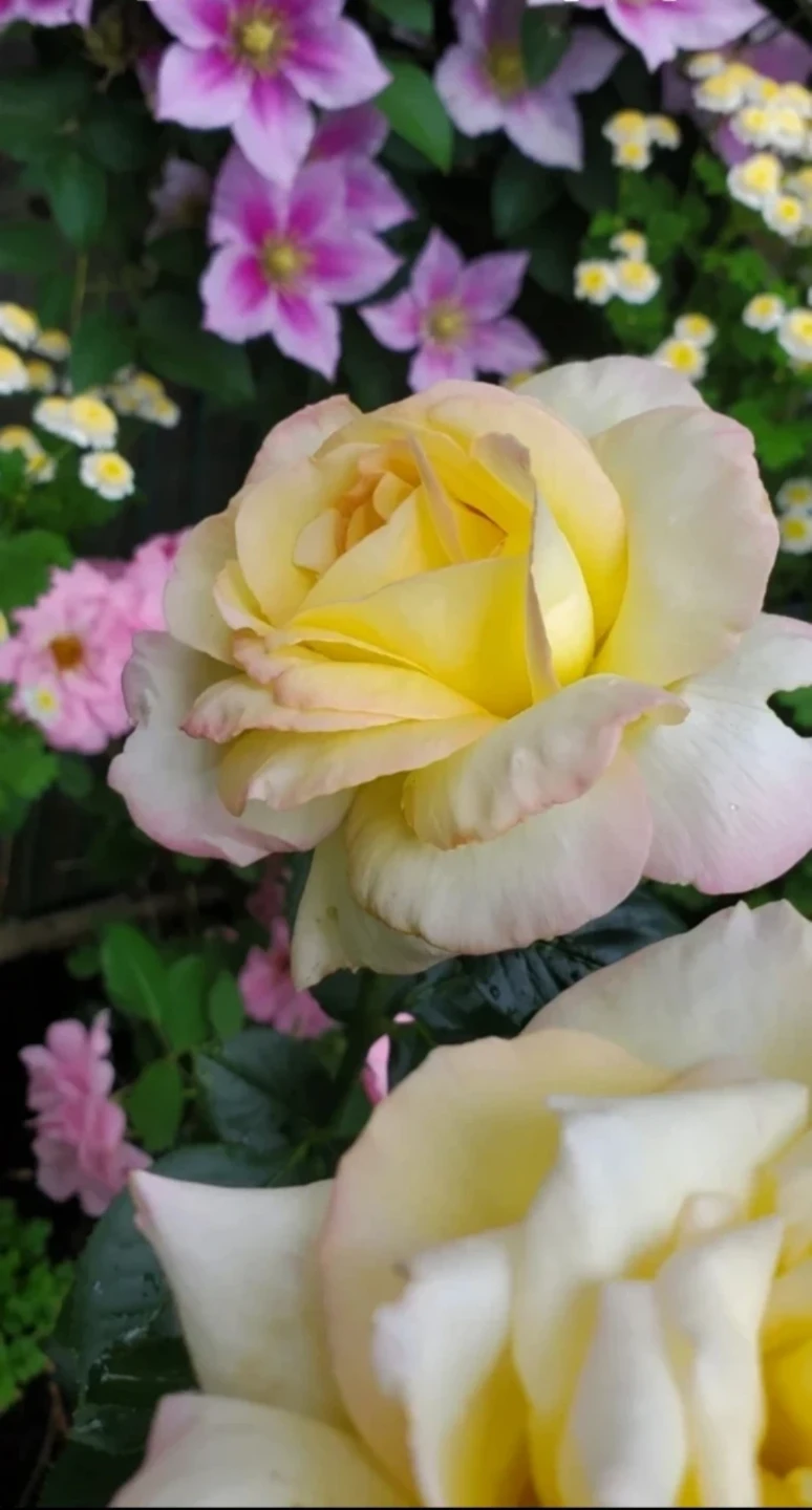 Cherry Parfait, Grandiflora Rose - photo 2