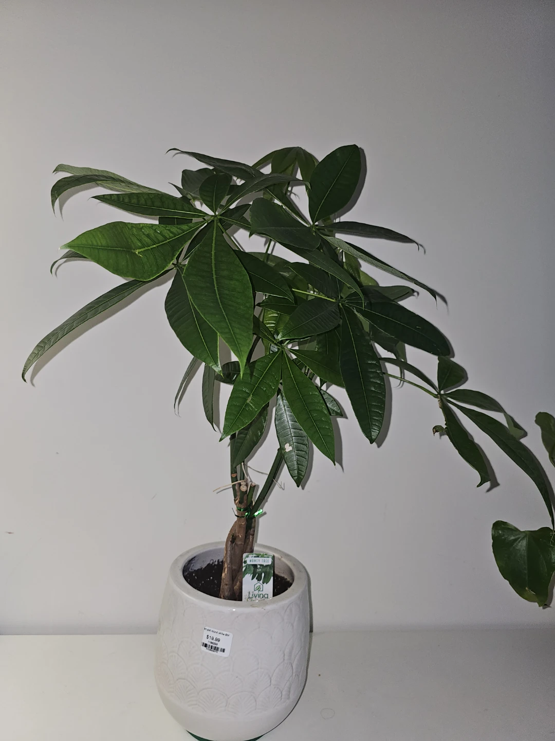 Money Tree Plant in White Ceramic Pot