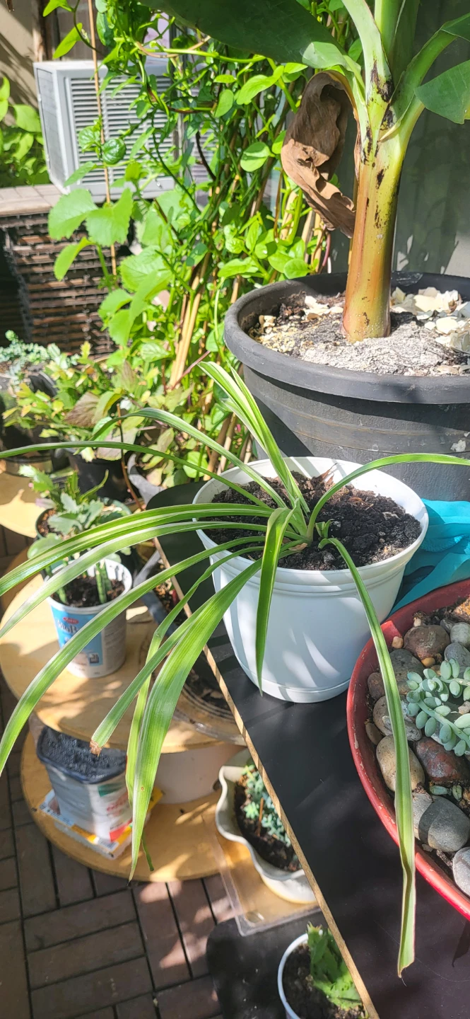 Spider Plant in White plastic pot - photo 4