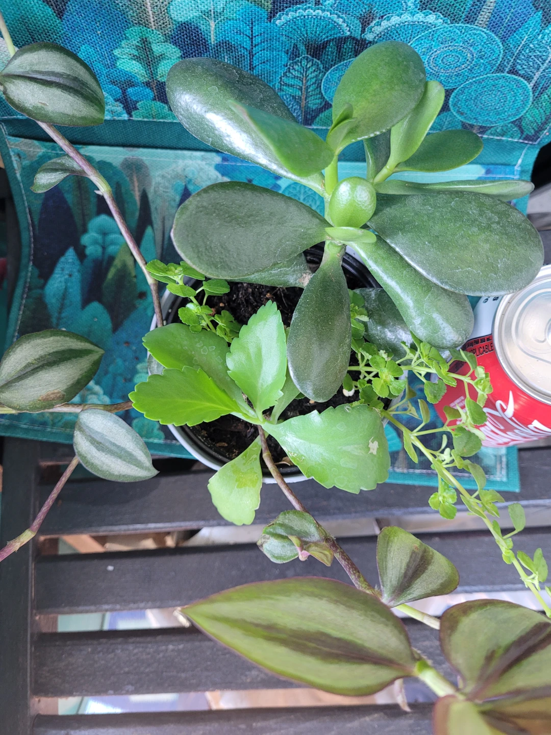Mixed Potted Plant