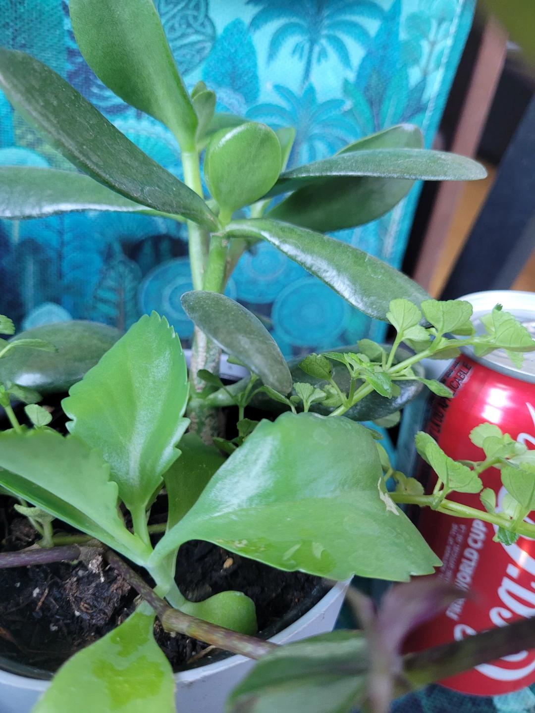 Mixed Potted Plant - photo 2