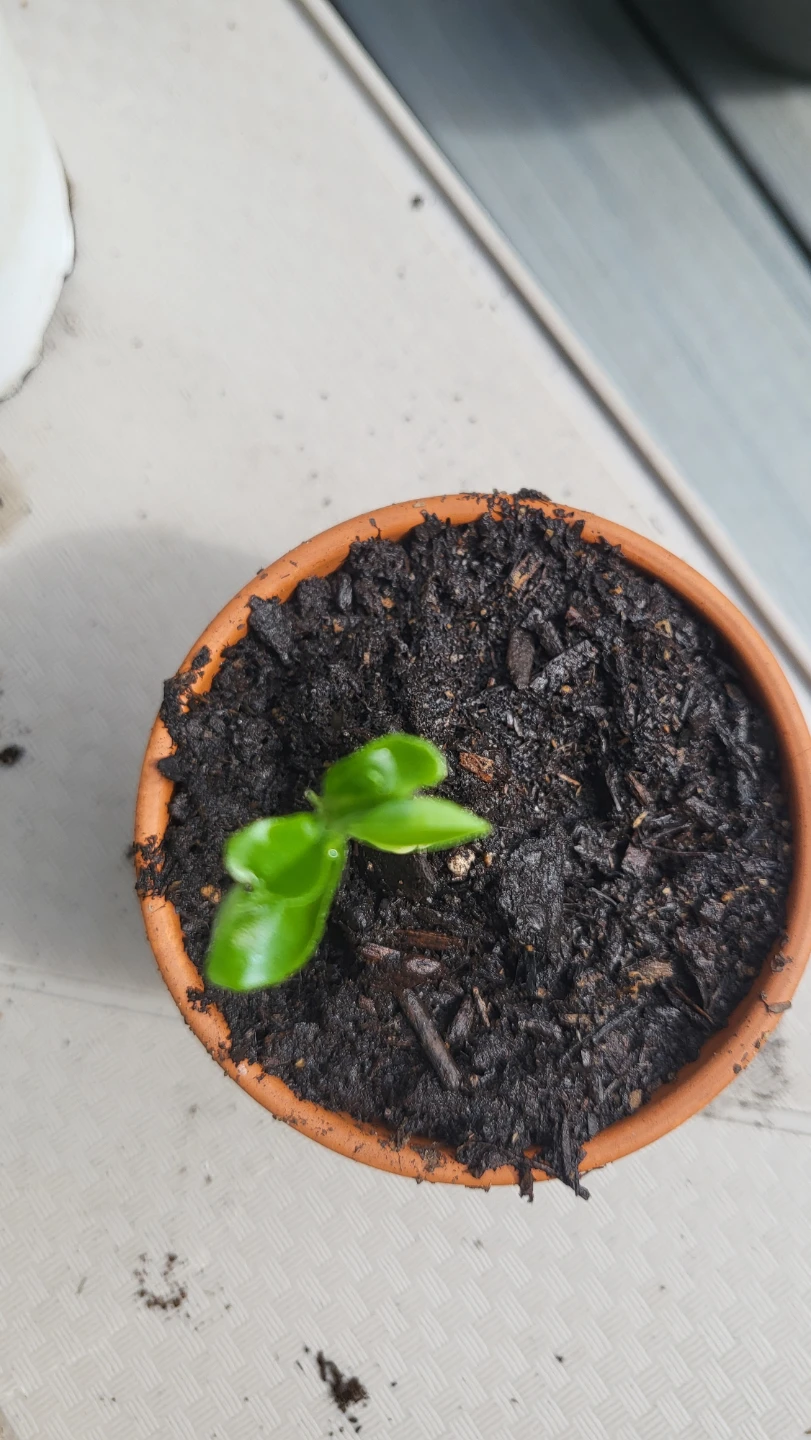Terracotta Pot with lemon seedling