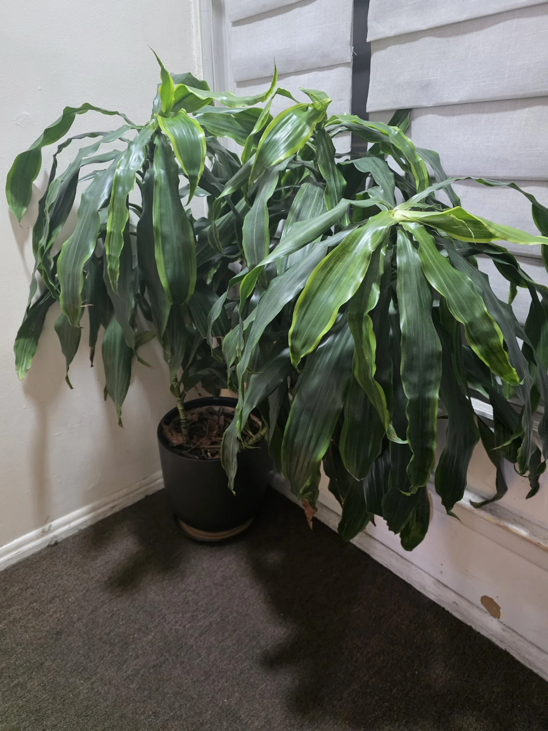 Large Dracaena Fragrans Plant in Black Pot