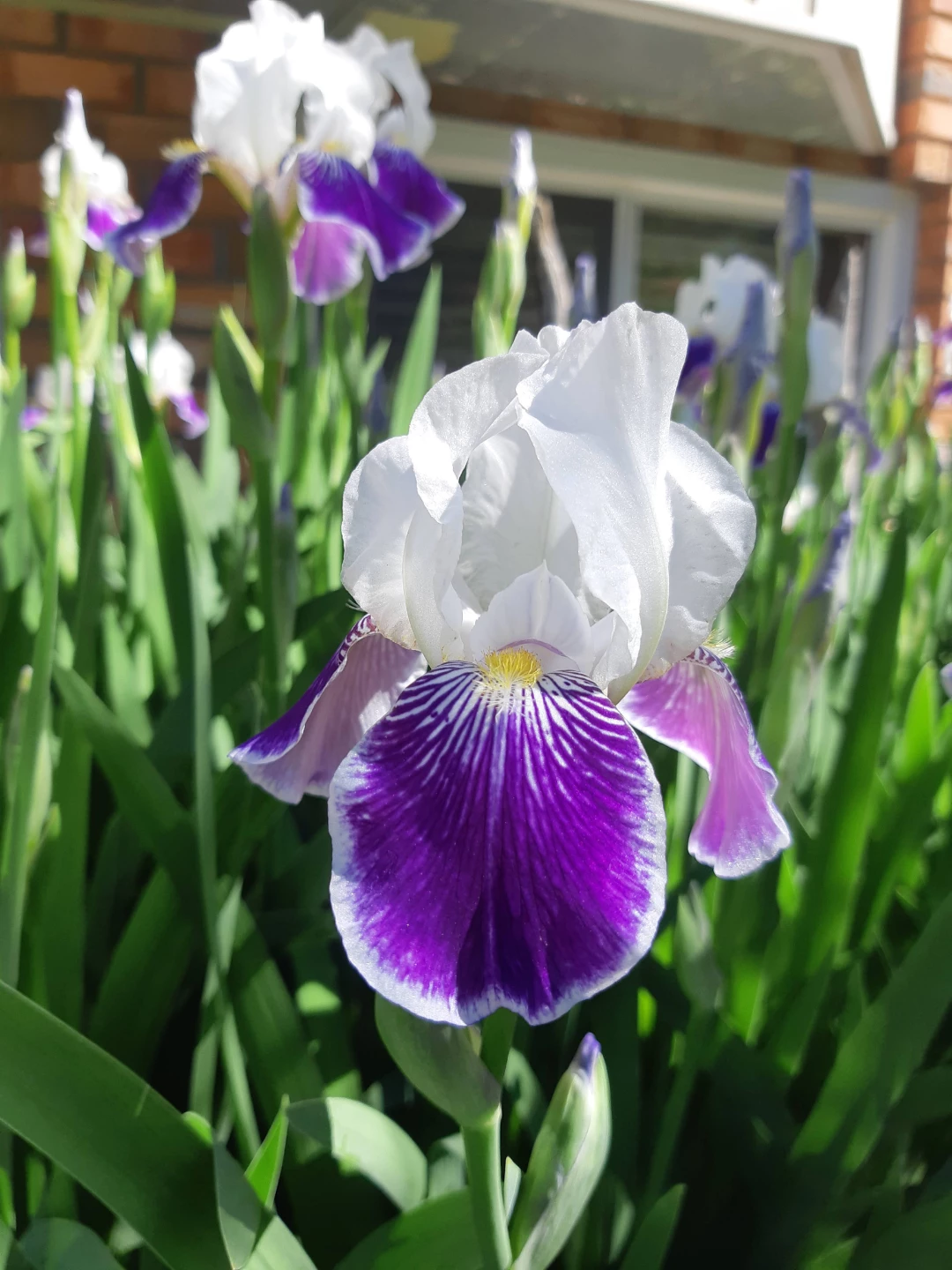 Bearded Iris Plants - photo 3