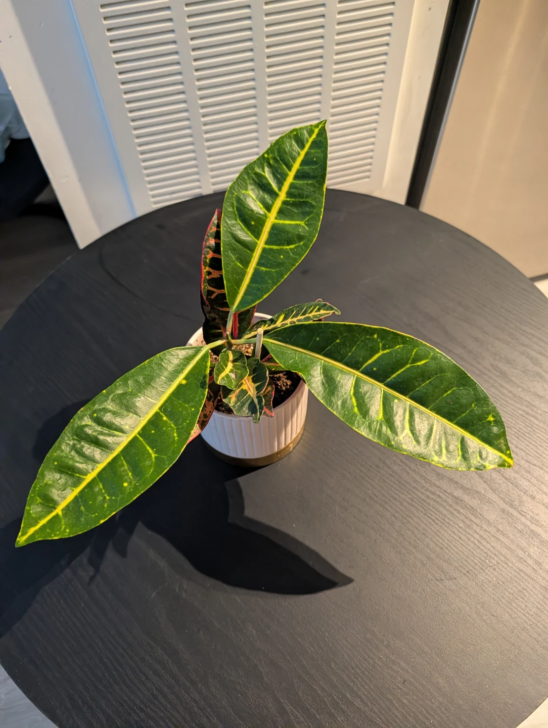 Croton Plant in Pink and Gold Pot - photo 2