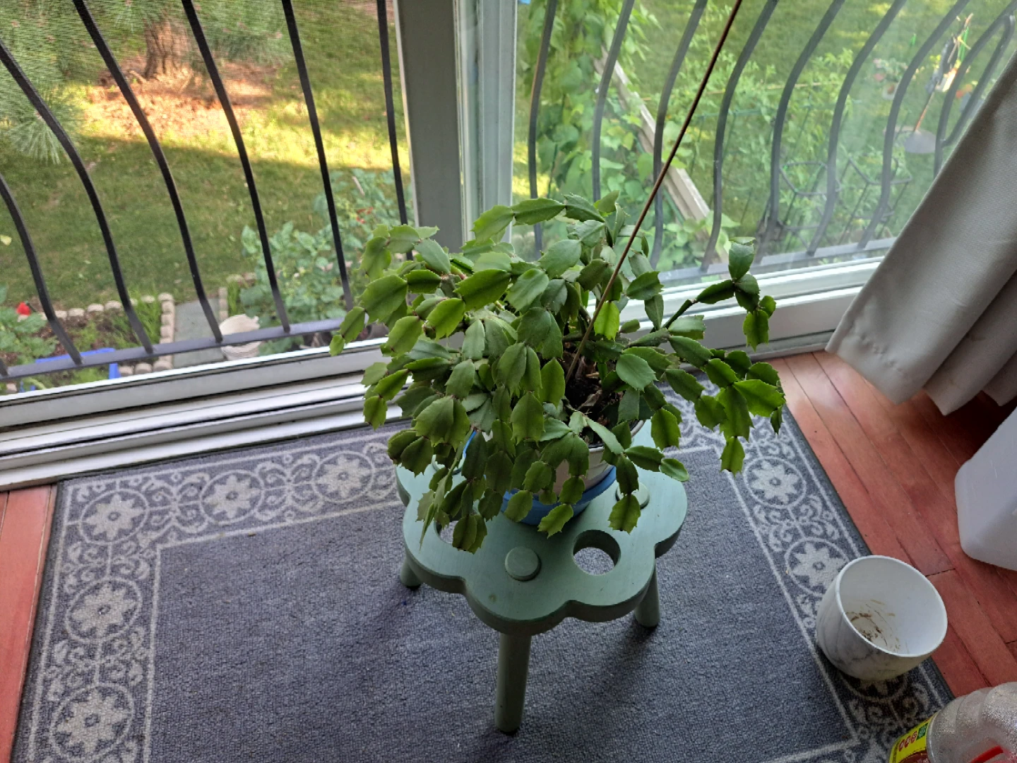 Healthy green Christmas cactus in pot