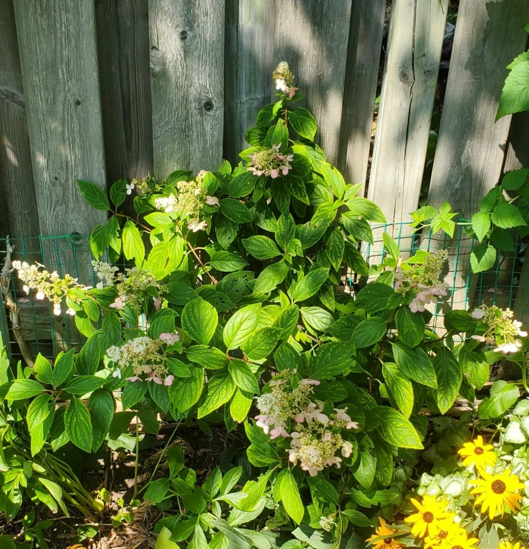 Phantom hydrangea