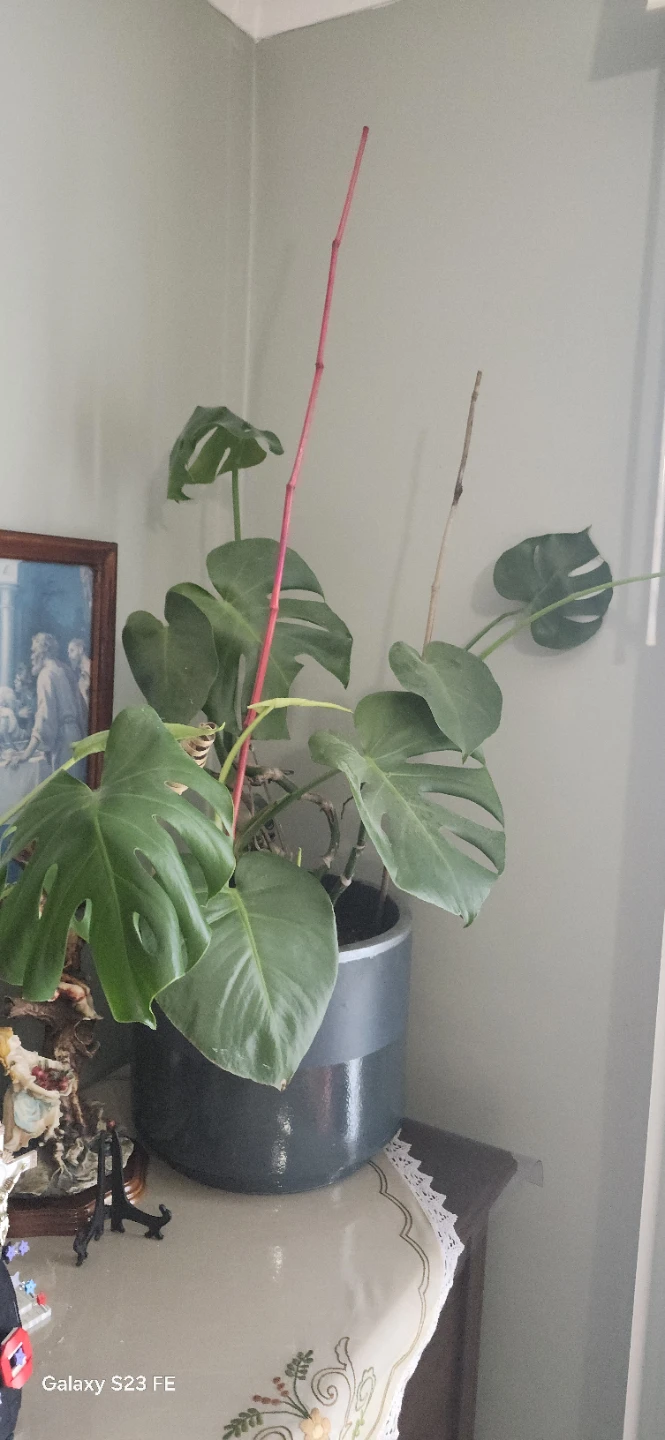 Monstera Plant 4' feet high
