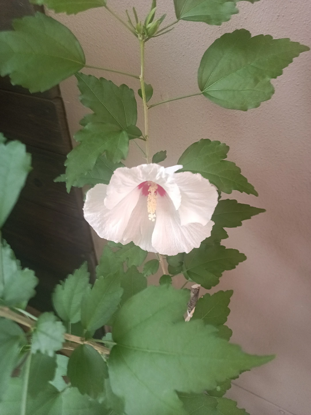 White Hibiscus Plant - photo 2