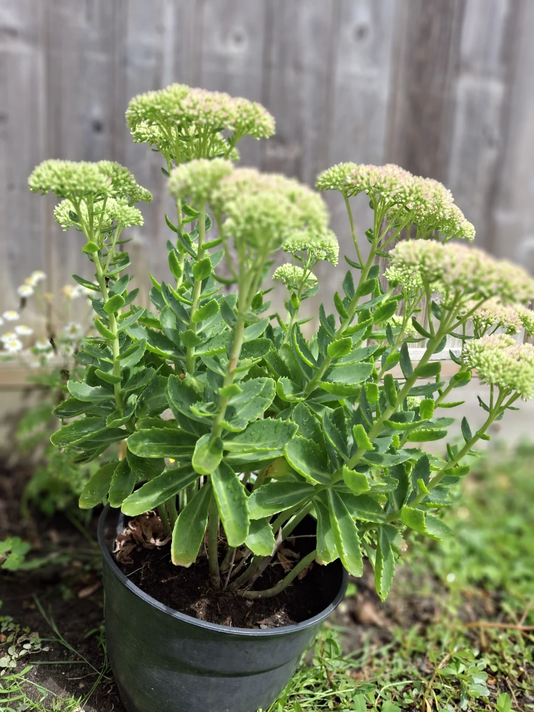 Sedum plant - photo 3