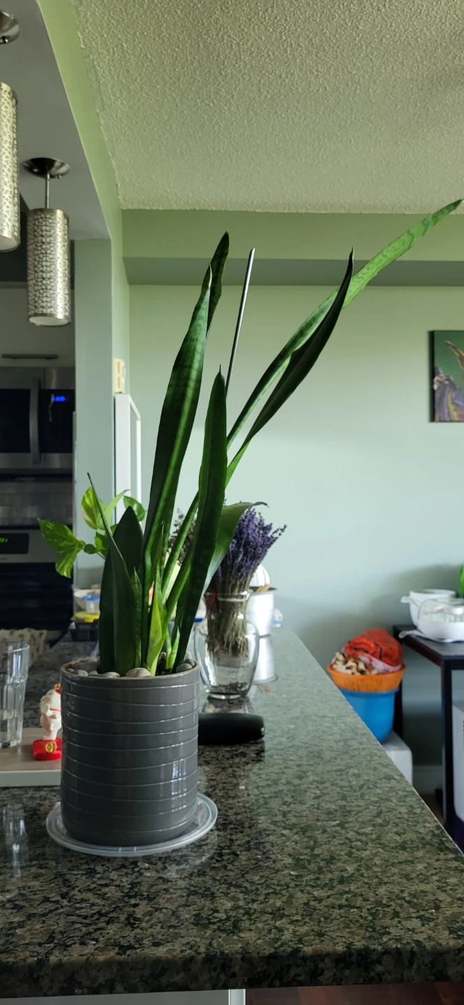Snake plant in CERAMIC POT